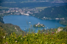 Beautiful Wild Flowers with Lake Bled and the City in the back