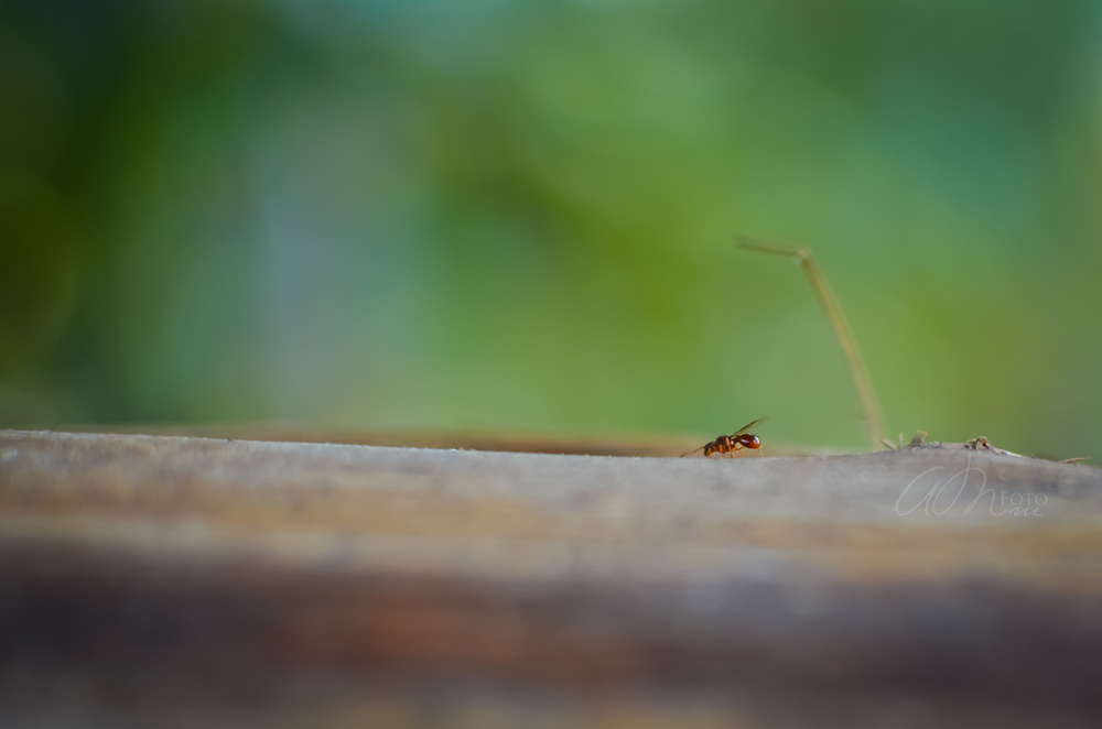 A little Red Ant Climbing Wood in Bohinj, Slovenia