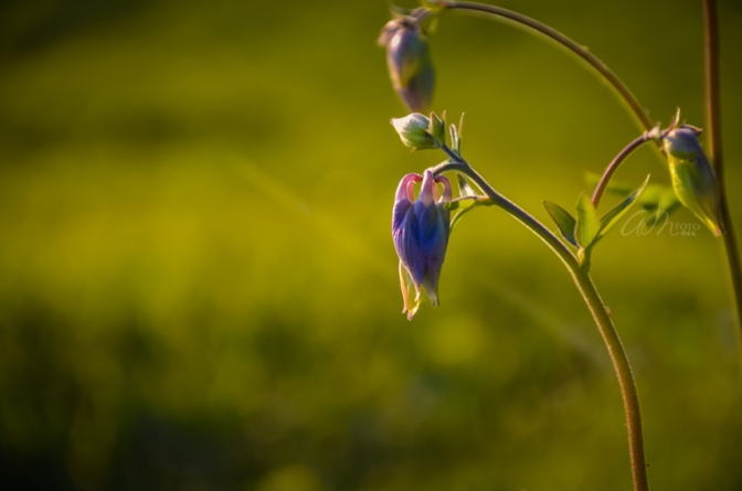 Green Field with Beautiful Purple Wild Flowers with Sunshine in Planina, Slovenia