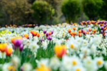 Colorful Tulips within White Blooms