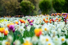 Colorful Tulips within White Blooms