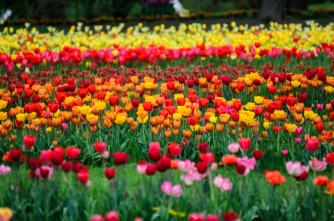 Rows of Lovely Tulips