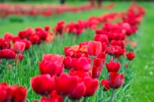 Rows of Red Tulips