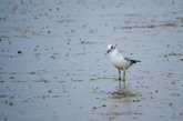 Curious Shorebird in the Salt Field