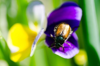 Beetle on Viola Tricolor