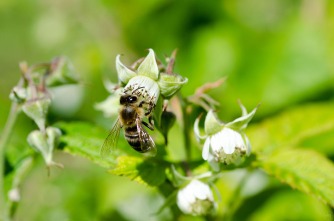 Busy Honey Bee on Raspberry Bloom