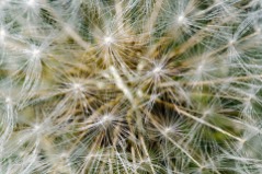 Close-Up Dandelion Seed Head