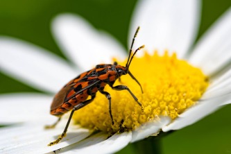 Close-up Fire Bug on Daisy