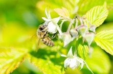 Honey Bee on Raspberry Bloom