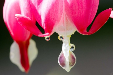 Tiny Waterdrops on Lyre Flower
