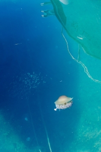 Jellyfish in the Sea