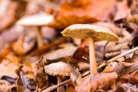 Mushrooms within Leaves