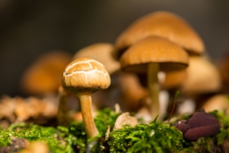 Little Mushroom in Autumn