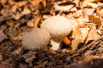 Pair of Round and Spiky Mushrooms in Autumn